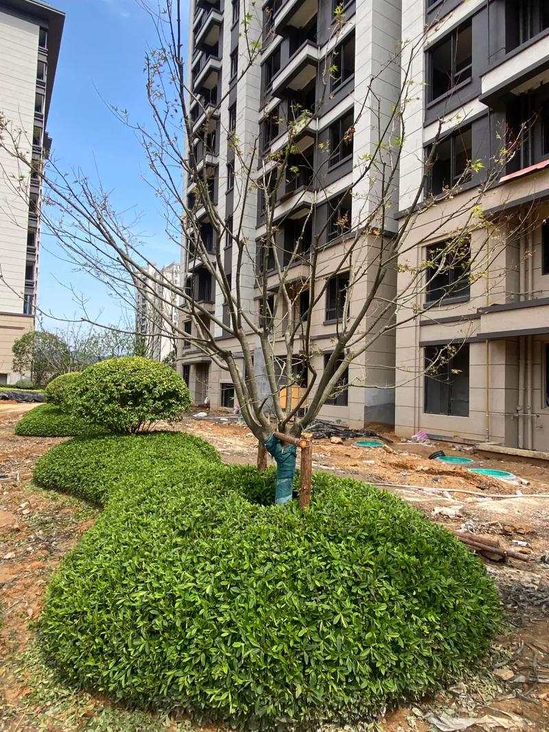 城市綠化管理中的園林綠化工程 從小區的匠心到城市的生態